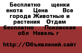 Бесплатно !!! щенки енота!! › Цена ­ 1 - Все города Животные и растения » Отдам бесплатно   . Псковская обл.,Невель г.